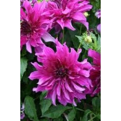 PURPLE TAİHEİJO DAHLİA